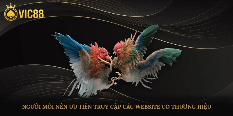 Người mới nên ưu tiên truy cập các website có thương hiệu