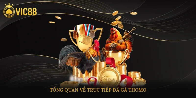 Tổng quan về trực tiếp đá gà thomo